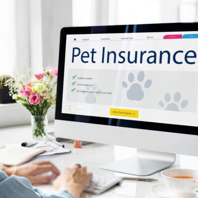 Best pet insurance plans for dogs and cats